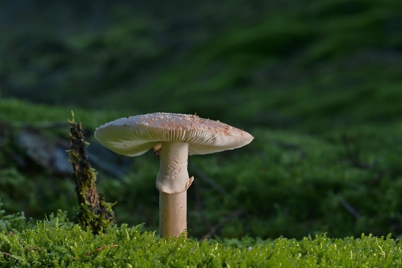 Nature-Inspired Decor